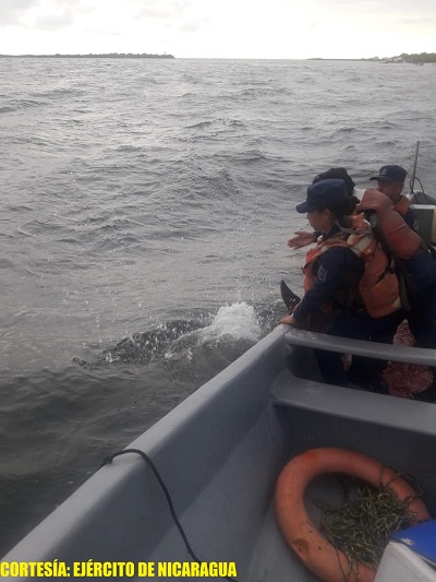 DELFIN1